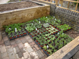Herbs ready to plant
