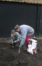 Planting blackcurrant