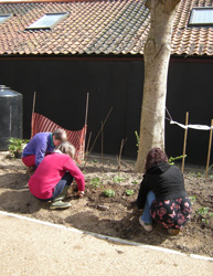 Planting hardy Geraniums