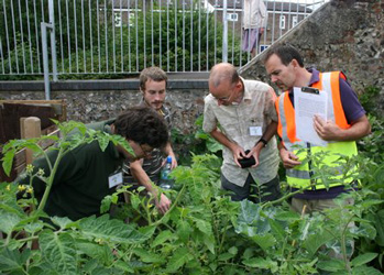 Checking the vegetables...