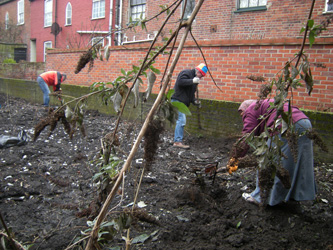 Bindweed Removal