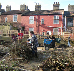 Bindweed Removal