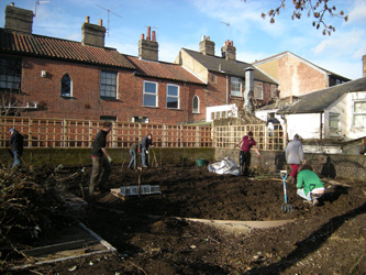 Bindweed Removal