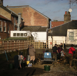 Bindweed Removal