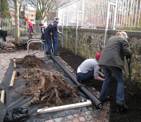 Bindweed Removal