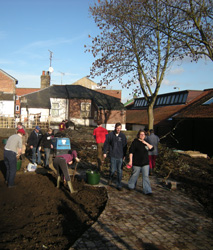 Bindweed Removal