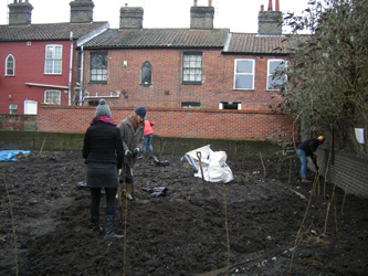 Bindweed Removal