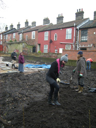 Bindweed Removal