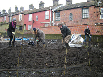 Bindweed Removal