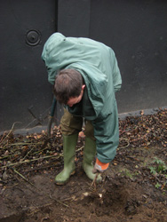 Bindweed Removal