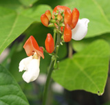 Runner Bean 'Painted Lady'