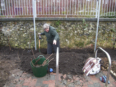 Planting autumn raspberries