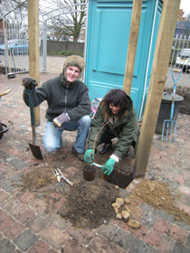 Planting grapevines