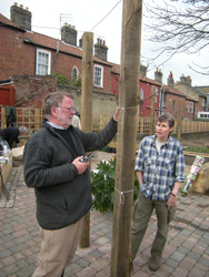 Pruning the Wisteria