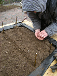 Sowing parsnip seeds