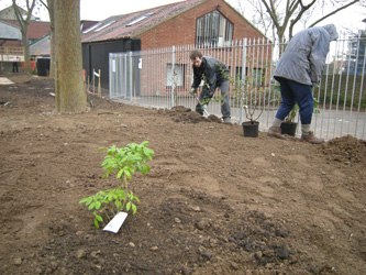 planting shrubs