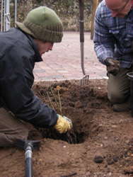 Planting the Rosa Mundi