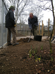 Planting the Rosa Mundi