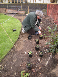 Planting woodland wild flowers