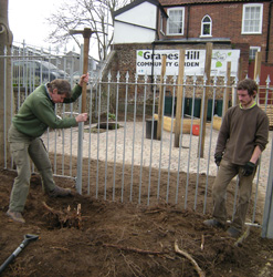 Removing Cotoneaster roots