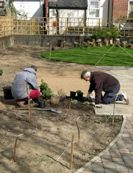 Planting herbaceous perennials