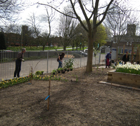 Planting herbaceous perennials