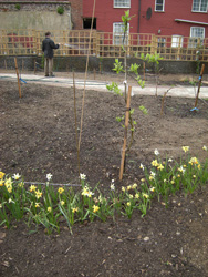 Watering the wildflower meadow