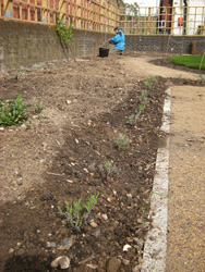 Lavenders and apricot