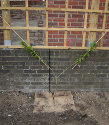 Pruned cherry