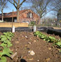 Radishes and parsnips