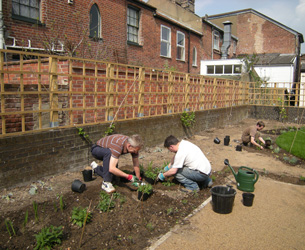 Planting perennials