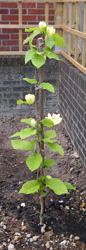 Magnolia 'Yellow Bird'