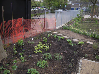 Newly planted perennials