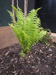 Ostrich Fern