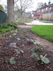 Newly planted perennials