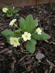 Primrose