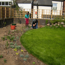 Planting herbs