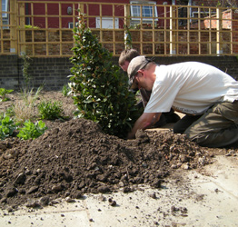 Planting Bay Trees