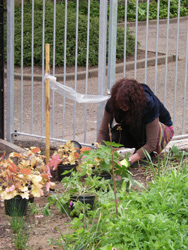 Planting Heucheras