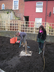 Removing bindweed