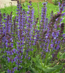 Salvia 'Mainacht'