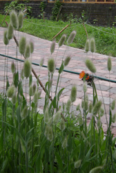 Bunny's Tails Grass and Foxes and Cubs