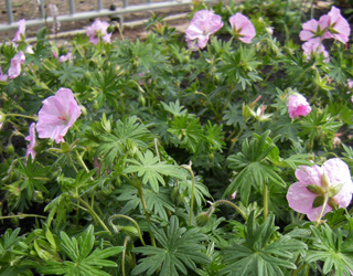 Bloody Cranesbill